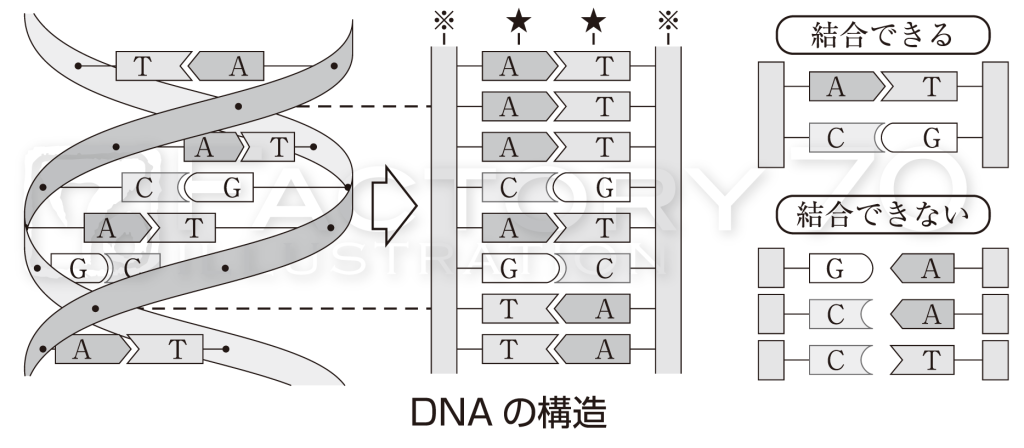 理科系教材イラスト (生物系)