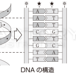理科系教材イラスト (生物系)