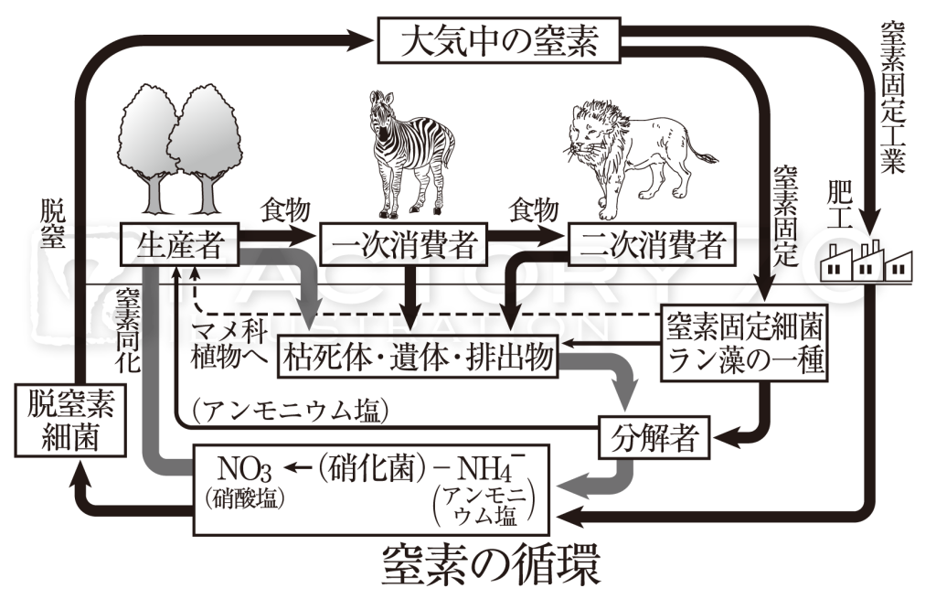 高校教科書(生物)挿絵/イラスト 制作例