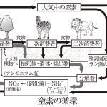 高校教科書(生物)挿絵/イラスト 制作例