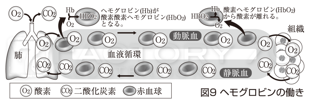 理科系教材イラスト (生物系)