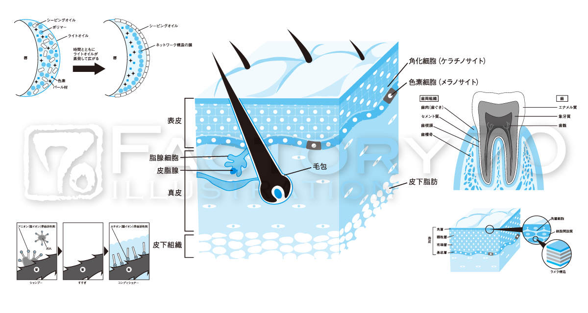 イラスト制作例 化学系一般書 イラスト制作例 皮膚 歯の構造 化学構造の模式図など 教材図版 解説図 イラスト制作 Factory70