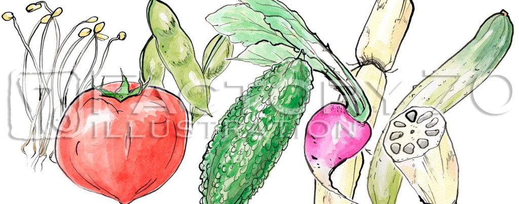 書籍イラスト制作例 食材のイラスト 水彩手描きイラスト 日本の野菜