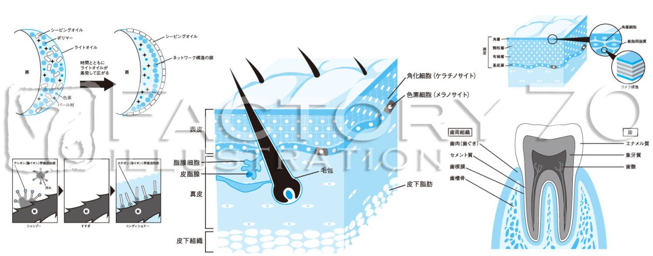 書籍向け図版イラスト制作例 科学、医療など
