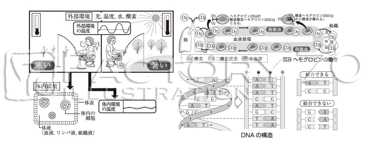 高校参考書 生物 教材図版・図解イラスト制作例