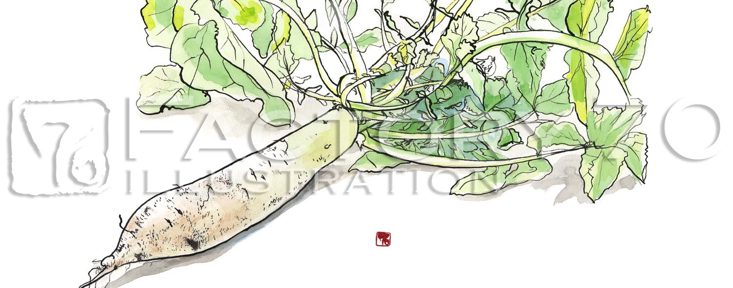 イラスト制作例 家庭菜園のスケッチイラスト-葉付き大根