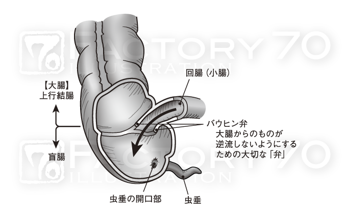 医学系実用書 解説図イラスト制作例